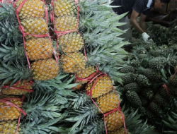 Pj Bupati Barsel Menyebutkan Nanas Parigi Sebagai Ikon Barsel Serta Sudah Terdaftar di Kementerian Pertanian