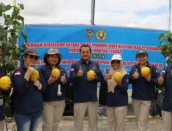 Dinas TPHP Kalteng Panen Melon Perdana dengan Teknologi Smart Green House