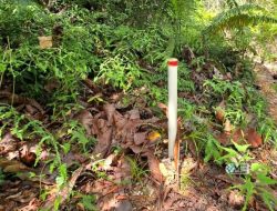 Pemerintah Kecamatan Murung Lakukan Pemantauan Tata Batas Desa Lintas Kabupaten