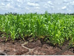 Dinas TPHP Kalteng Dorong Swasembada Jagung Lewat Penanaman Varietas Unggul BISI 18