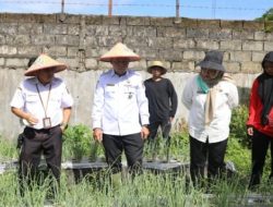 Dinas TPHP Kalteng Kembangkan Budidaya Bawang Merah TSS di Lahan Pekarangan