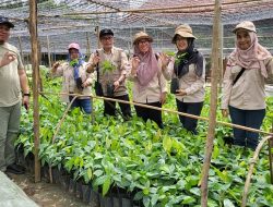 Pemprov Kalteng Pastikan Bibit Kakao di Murung Raya Lolos Sertifikasi dan Siap Edar