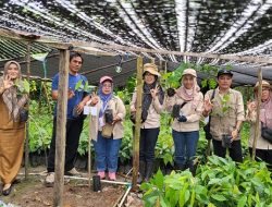 Disbun Kalteng Tegaskan Komitmen Tingkatkan Mutu Bibit Kakao Unggul untuk Petani