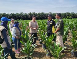 BP3B Disbun Kalteng Pastikan Benih Kelapa Sawit Program Kemitraan Layak Edar