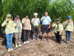 CV Bukit Sawa Makmur dan KSU Usaha Bersama Kantongi Sertifikasi Benih Kelapa Sawit di Kalteng