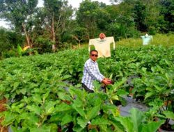 Anggota DPRD Barut Apresiasi Petani Hortikultura di Trinsing, Raup Pendapatan Ratusan Ribu