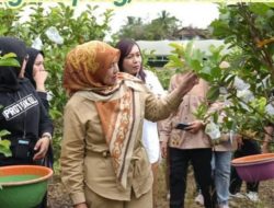 Panen Bersama Jambu Kristal, Pemkab Barito Utara Perkuat Hortikultura