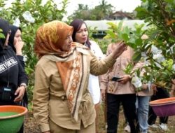 TP PKK Barito Utara Dukung Pengembangan Hortikultura melalui Panen Jambu Kristal
