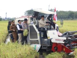 Wakil Gubernur Kalteng Laksanakan Panen Padi di Kabupaten Pulang Pisau
