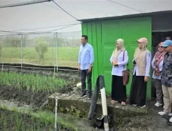 Pemkab Barito Utara Pelajari Pengembangan Pertanian Modern di Nganjuk