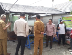 Ansyari Tinjau Distribusi Hewan Kurban di Barito Selatan